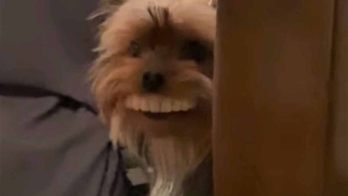 Pies ukradł sztuczną szczękę właścicielowi. 