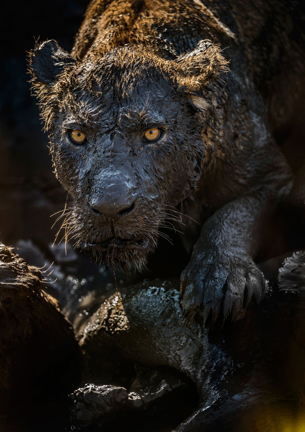 Zobaczcie najlepsze zdjęcia konkursu GDT European Wildlife Photographer of the Year 2016 15
