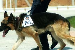 Psi casting do służby w policji