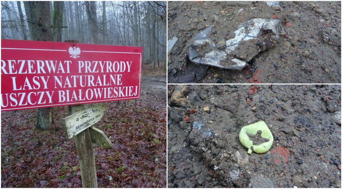 Tak ukrywa się koleiny po harvesterach w Puszczy Białowieskiej. Zasypują je śmieciami