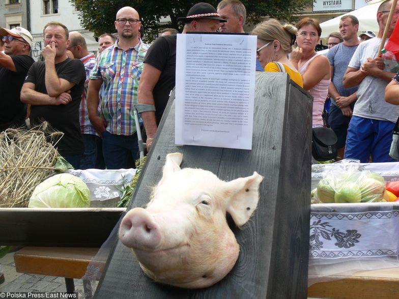 Na spotkanie z premierem w Sandomierzu rolnicy przygotowali trumnę z głową świni - symbol stanu polskiego rolnictwa