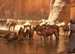 National Geographic Afryka: Dom dzikiej przyrody