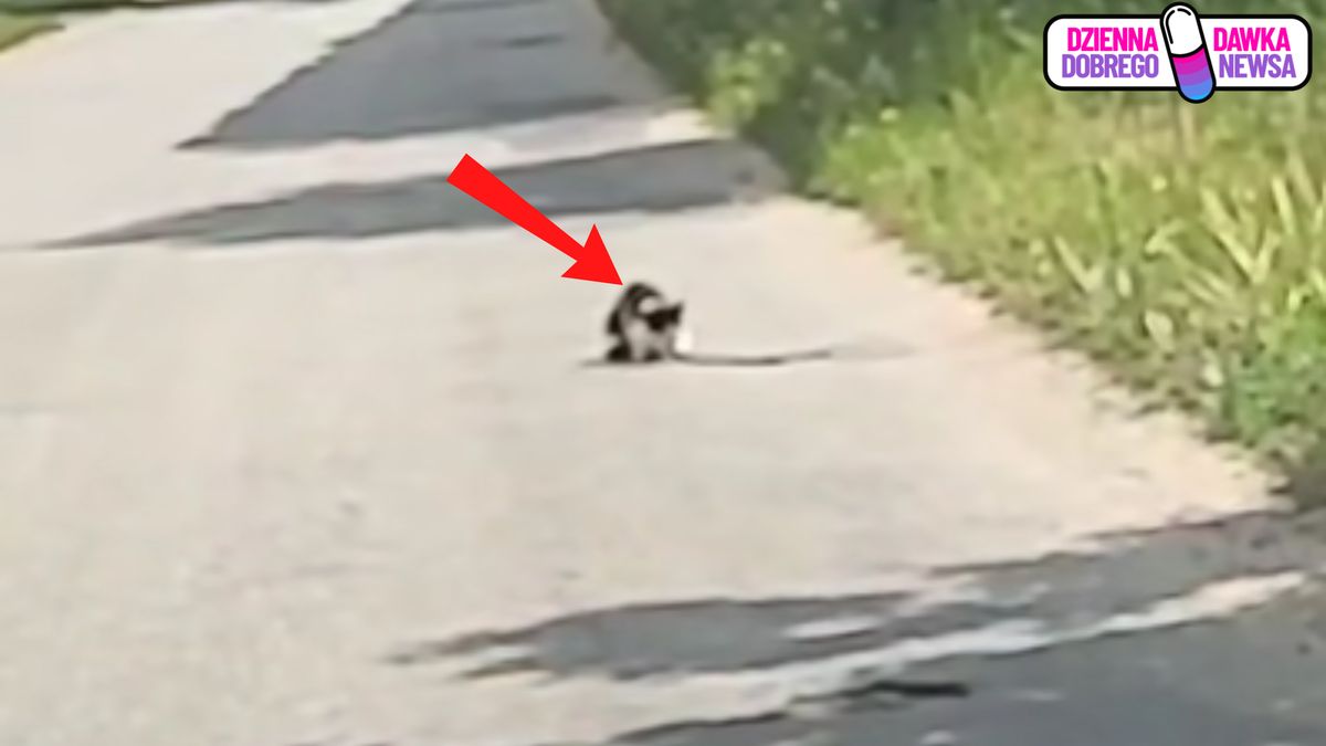 Wolontariuszka uratowała kota.