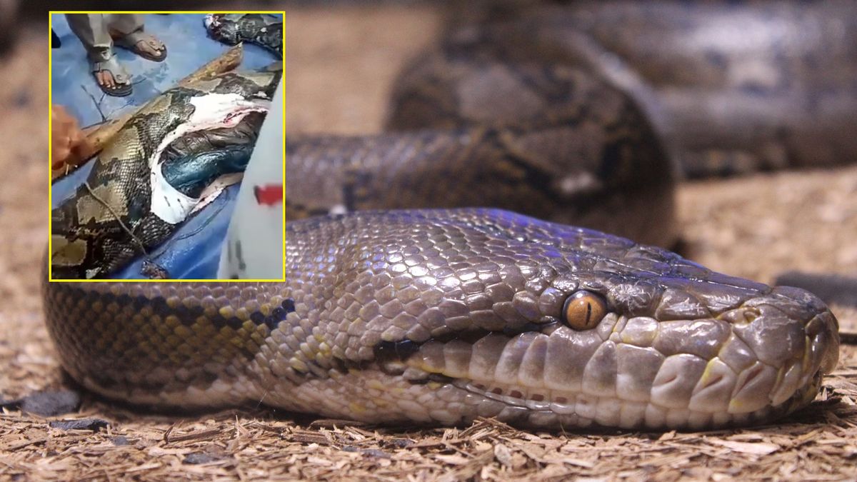 Wąż połknął 54-latkę.