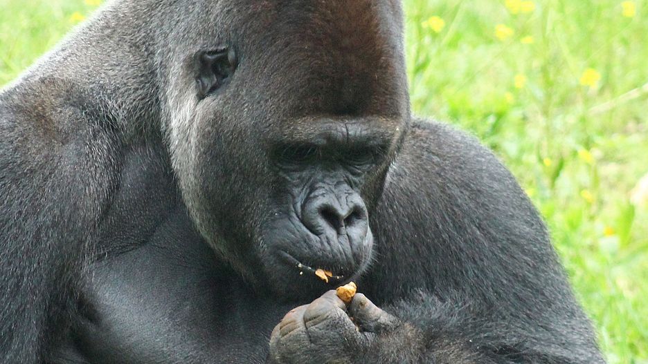 Zwierzęta chętnie zajadają się orzechami 