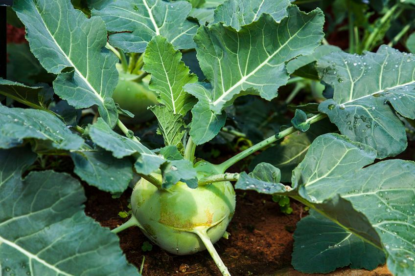 Liśćie kalarepy zawierają mnóstwo chlorofilu.