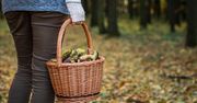 Rumuńscy grzybiarze znów w natarciu. Leśnicy boją się, że ich spotkają