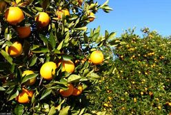 Zaraza nadeszła z Chin. Sok będzie luksusem