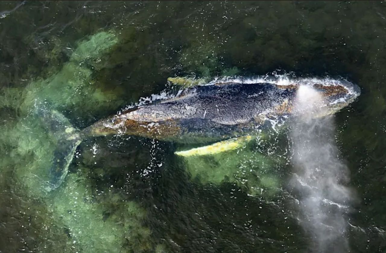 Wieloryb Timmy u wybrzeży Niemiec. Jest przełom