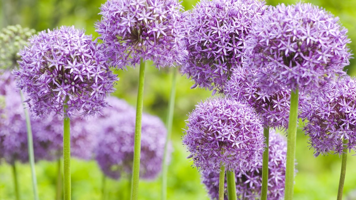Allium 'Globemaster' ornamental onion - XI
AlpamayoPhoto
Allium Flower, Awe, Beauty In Nature, Blossom, Botany, Bright, Color Image, Day, Defocused, Flower, Flower Bed, Focus On Foreground, Formal Garden, Green, Herb, Herbal Medicine, Horizontal, Multi Colored, Nature, New Life, Nobody, Onion, Ornamental Garden, Ornate, Outdoors, Perennial, Pink, Plant, Purple, Selective Focus, Single Flower, Soft Focus, Spring, Vegetable Garden, Vibrant Color, lavender color