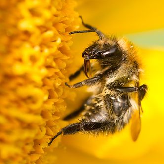Ochrona pszczół w Polsce. Powstanie.. sto hoteli dla owadów
