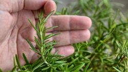 Może chronić przed demencją. Powszechne zioło poprawia krążenie w mózgu