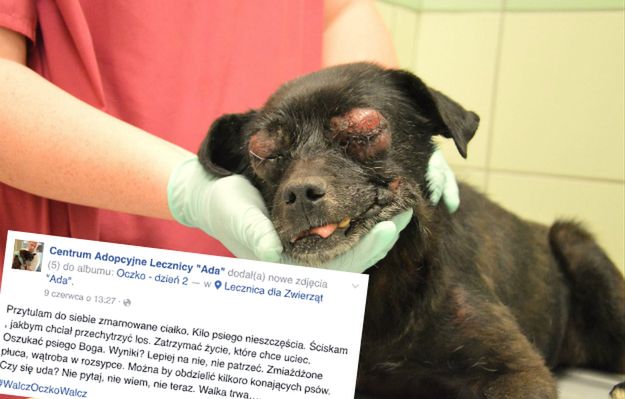 Zmiażdżone płuca, wypadające oczy i uszkodzona wątroba - ktoś w niewyobrażalny sposób skatował psa w Przemyślu