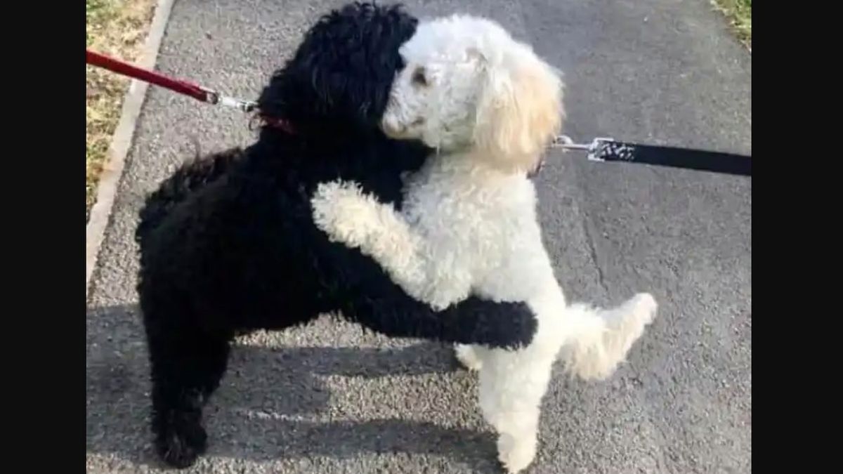 Dwa podobne psy spotkały się na spacerze. Ich reakcja zaskoczyła właścicieli 1