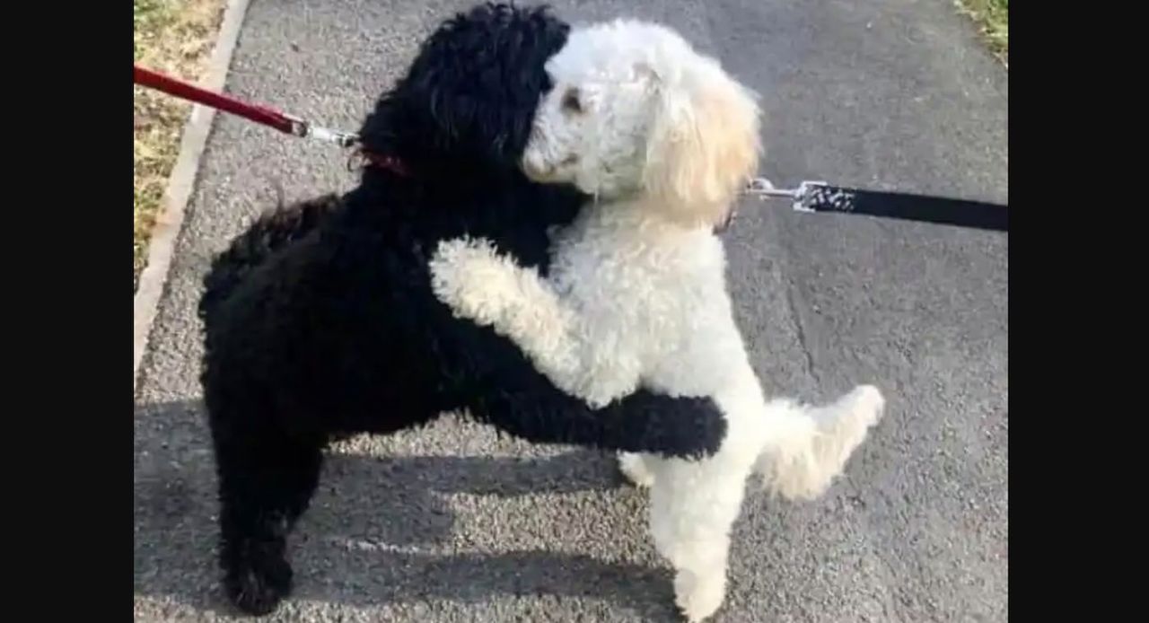 Dwa podobne psy spotkały się na spacerze. Ich reakcja zaskoczyła właścicieli