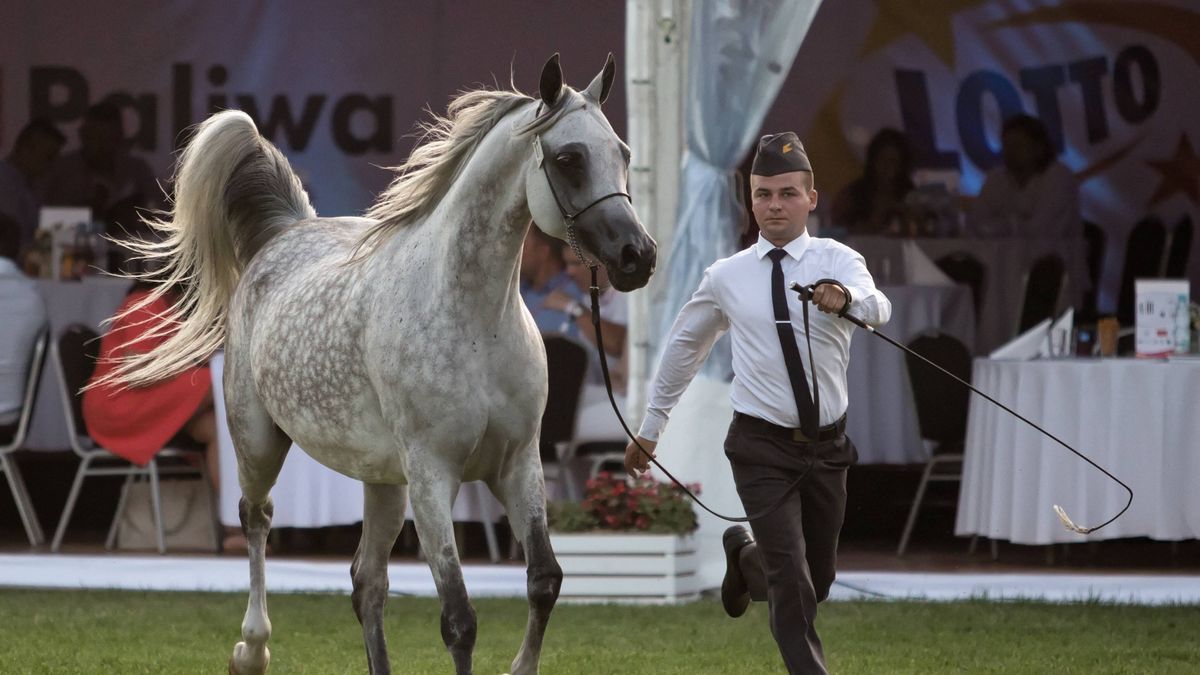 Pride of Poland 2021. Poznaliśmy datę słynnej aukcji arabów