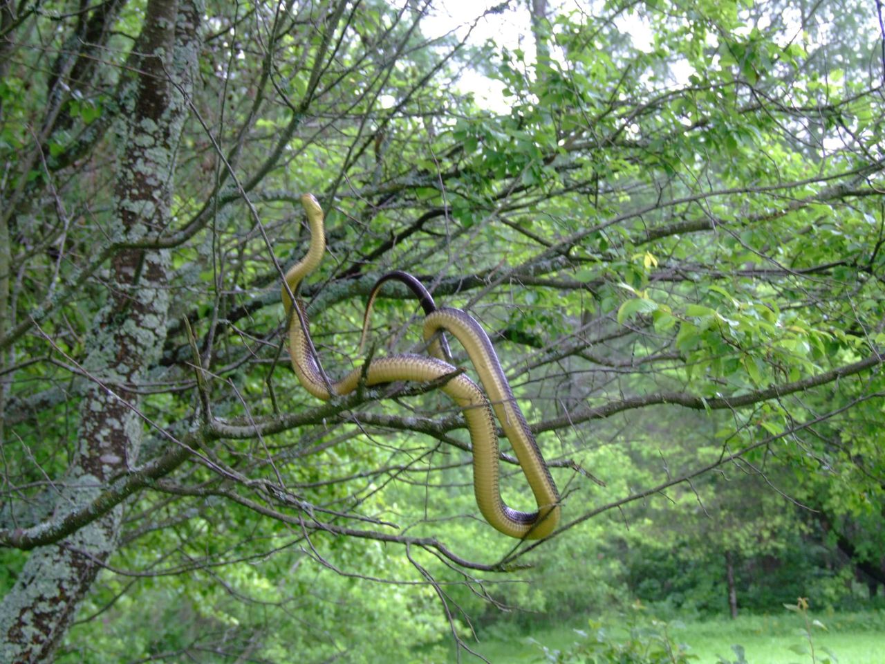 Żyje w Polsce. Leśnicy pokazali niezwykłe zdjęcia