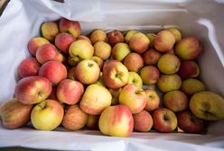 Rekordowe ceny jabłek. Sadownicy mają powody do zadowolenia