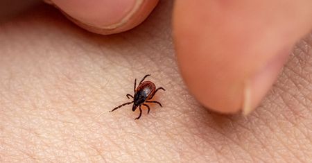 Największe siedlisko kleszczy. Omijaj szerokim łukiem