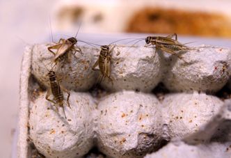 Żywność z owadów w ofercie Żabki. "Jesteśmy podekscytowani"