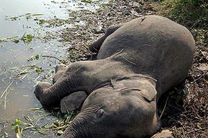 Słoń i słoniątko zabite przez pociąg towarowy