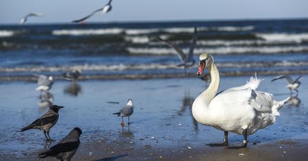 Pokazali, co znajdują w żołądkach łabędzi. Zdjęcia z Ptasiego Azylu robią wrażenie