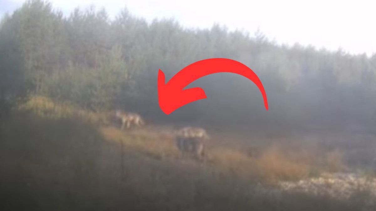 Wilki w obiektywie fotopułapki. Leśnicy z Koszęcina pokazują nie