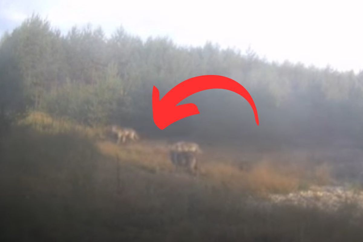 Pojawiły się w lesie na Śląsku. Leśnicy pokazali nagranie