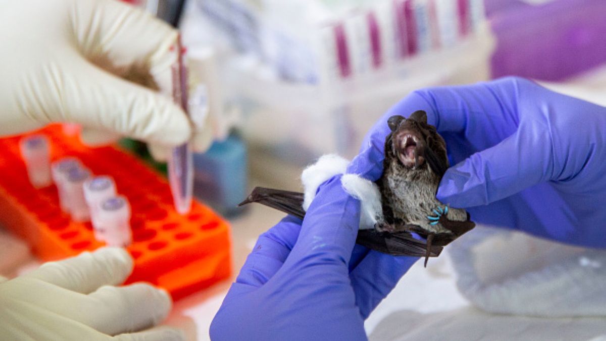 Na terenie stanu Idaho doszło do pierwszego od 1978 roku przypadku śmierci osoby zarażonej wścieklizną (zdjęcie ilustracyjne) 