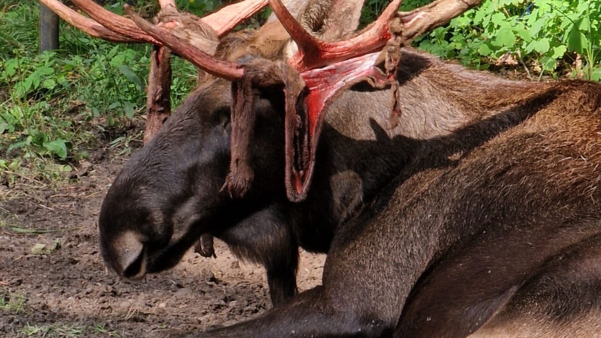 Wygląd łosia zaniepokoił zwiedzających