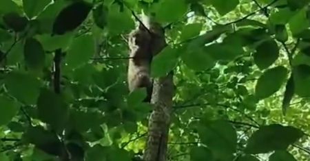 Koala w polskim lesie? Leśnicy pokazali nagranie