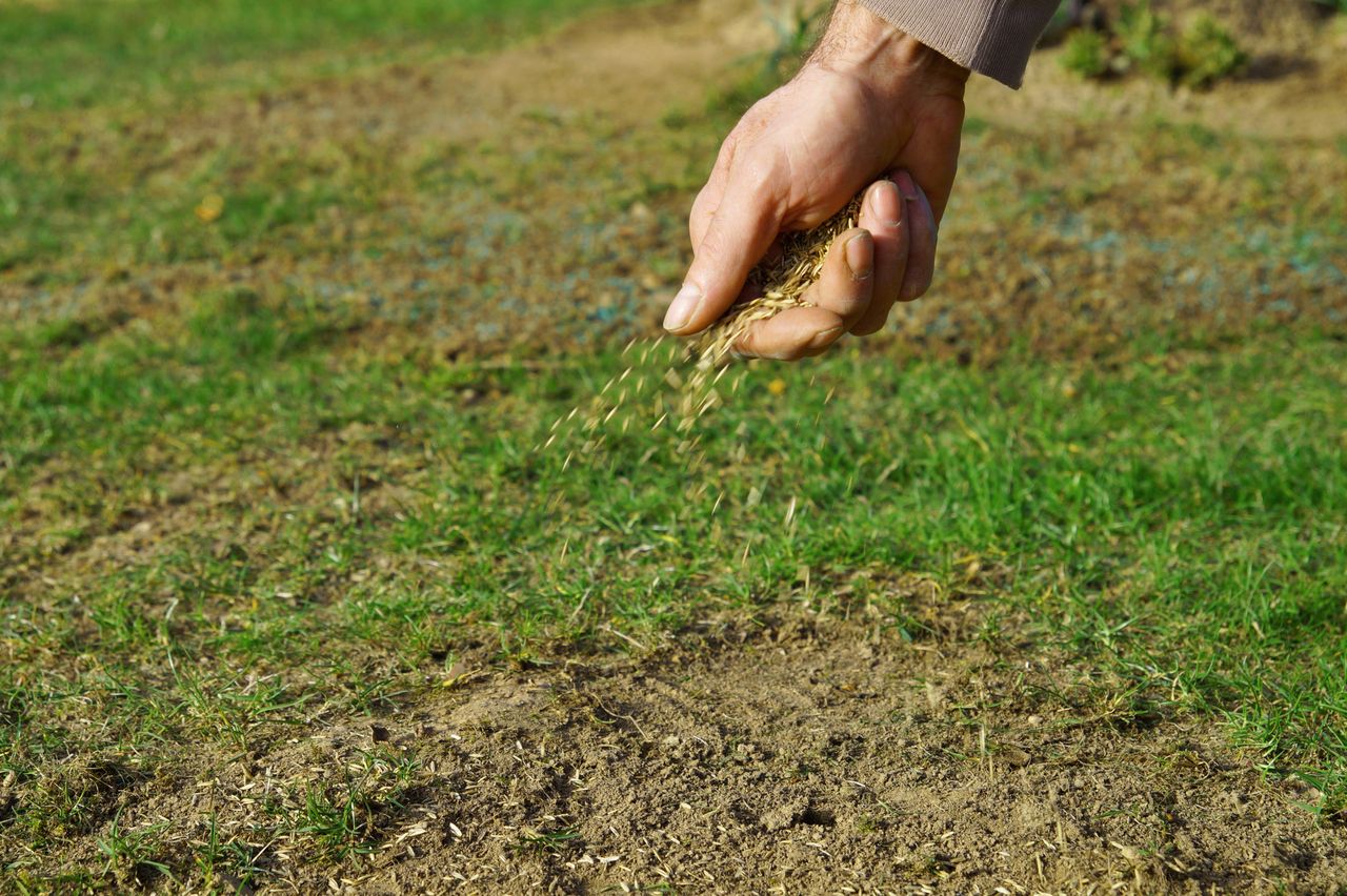 Unikaj siania trawy w lutym. Jest znacznie lepszy termin