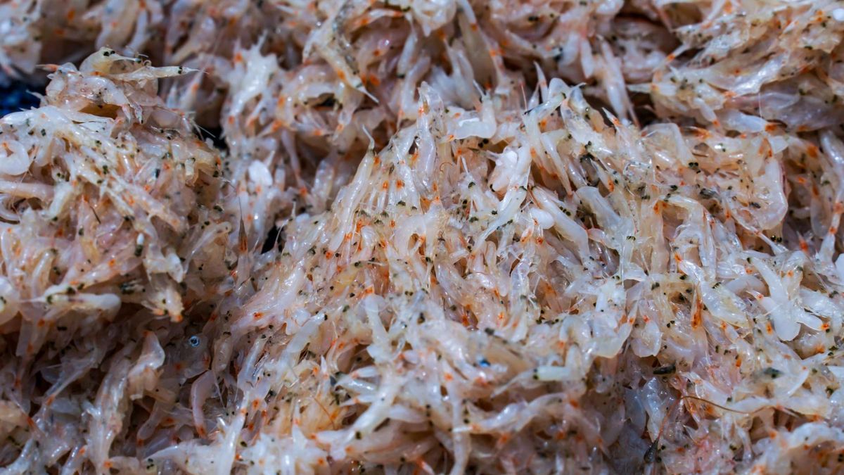 Kryl był popularny w Polsce ludowej