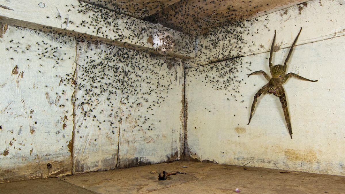 Gil Wizen znalazł u siebie pod łóżkiem jadowitego pająka.