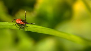 Kleszcze wróciły wraz z cieplejszą pogodą. Jak się zabezpieczyć?