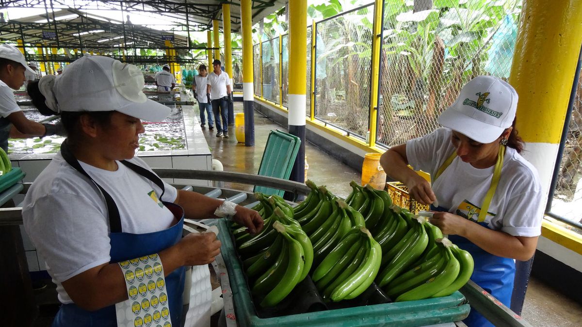 Banany do Polski płyną przez kilka tygodni, dlatego zbierane są niedojrzałe