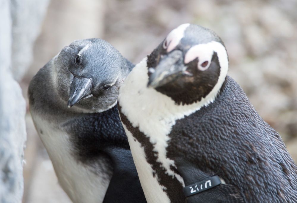 W zoo wykluły się cztery pingwiny przylądkowe