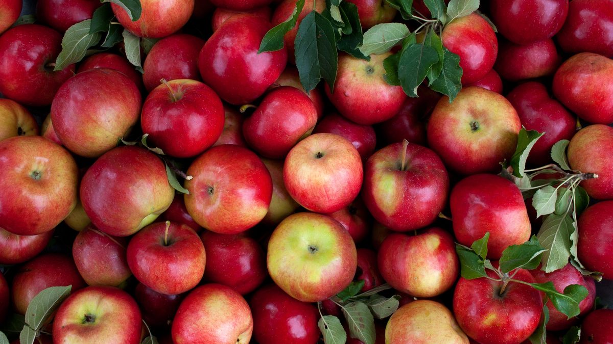 Jakie właściwości zdrowotne mają jabłka? 