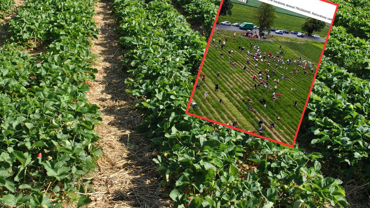 Samozbiór truskawek. Zdziwicie się, ile płacą za kilogram