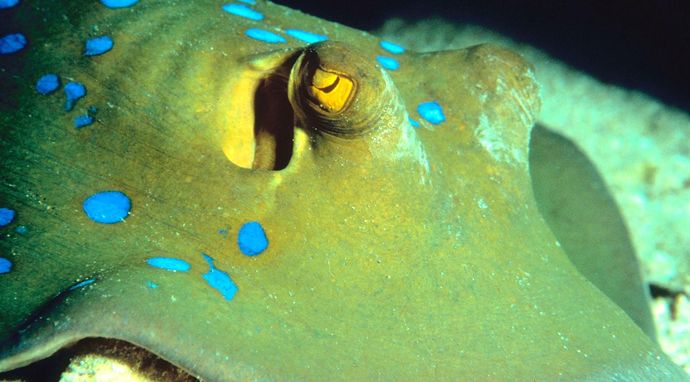 Najgroźniejsze zwierzęta świata