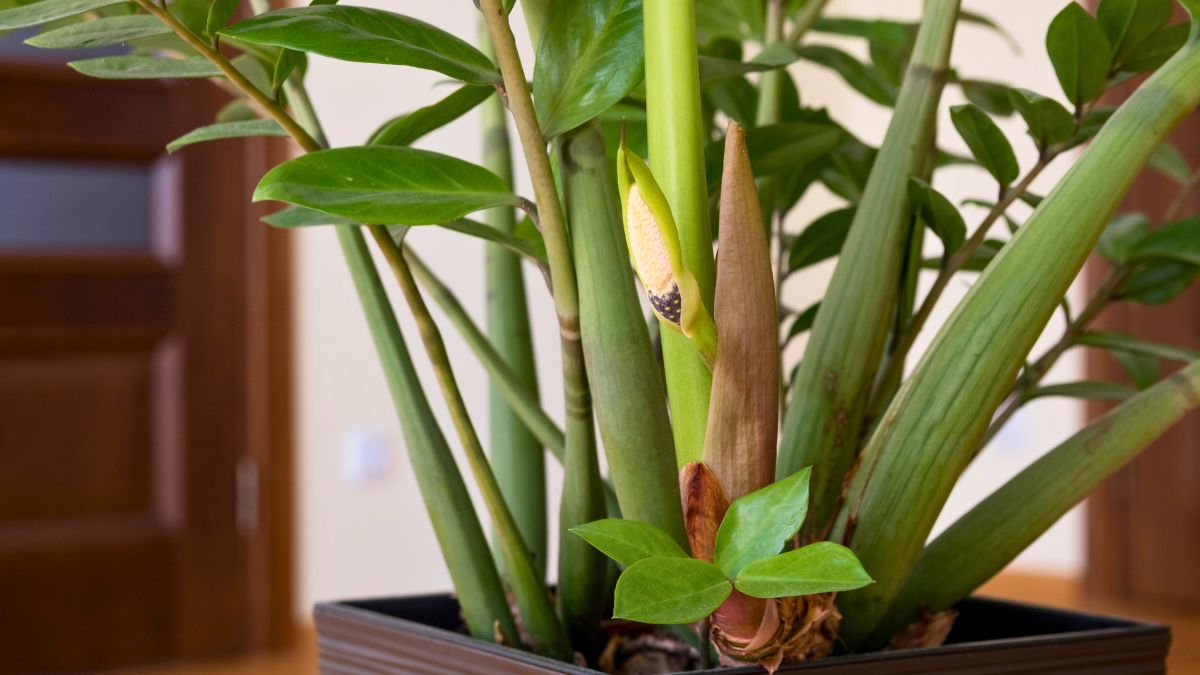 Mój zamiokulkas wreszcie zakwitł