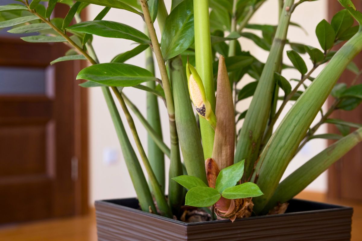 My zamioculcas finally bloomed.