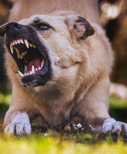 Pies pogryzł 36-latka. Teraz mężczyzna może mieć kłopoty