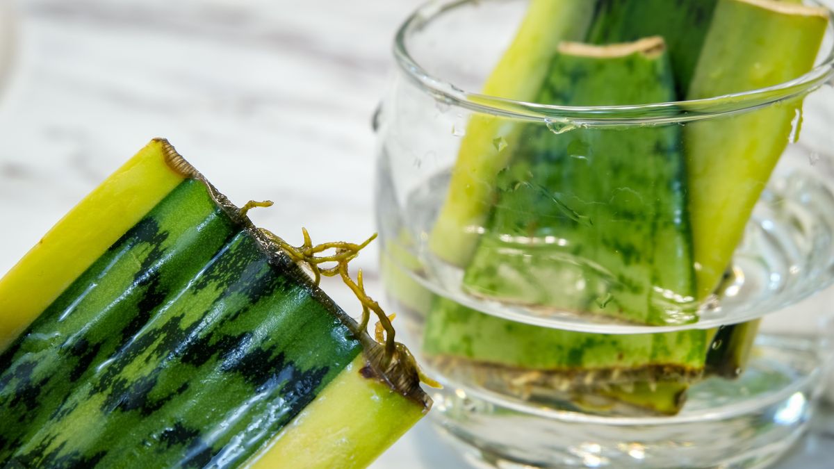 Jak rozmnożyć sansewierię?