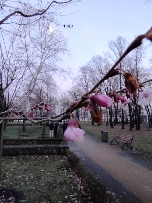 У Києві розцвіли сакури