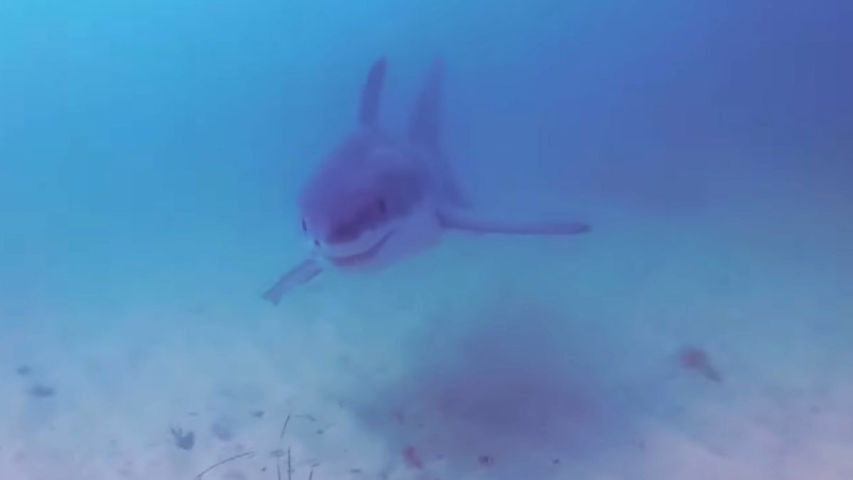 Rekin pływał dosłownie pod kajakiem Andy'ego.