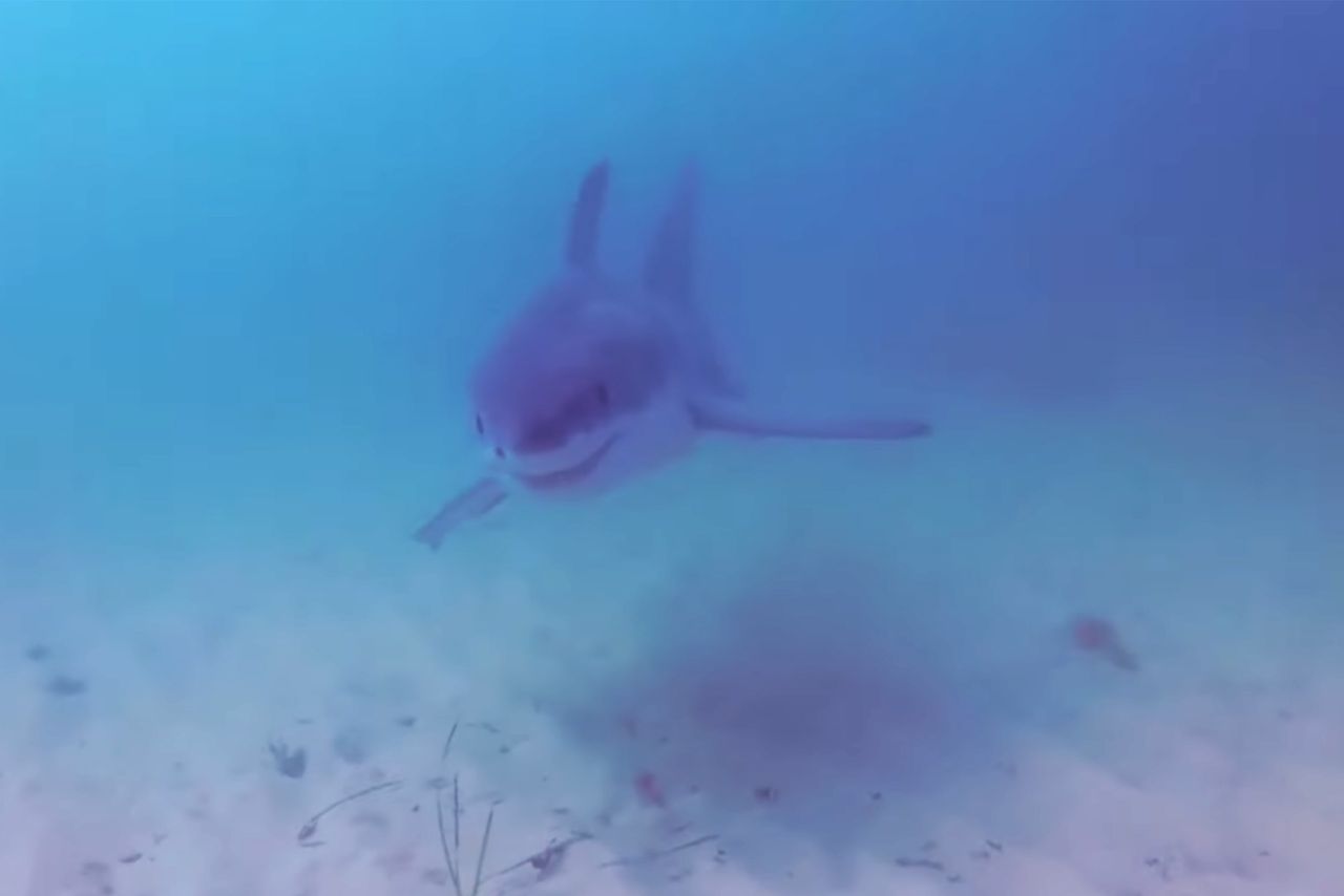Żarłacz biały śledził go w wodzie. Fotograf wszystko nagrał
