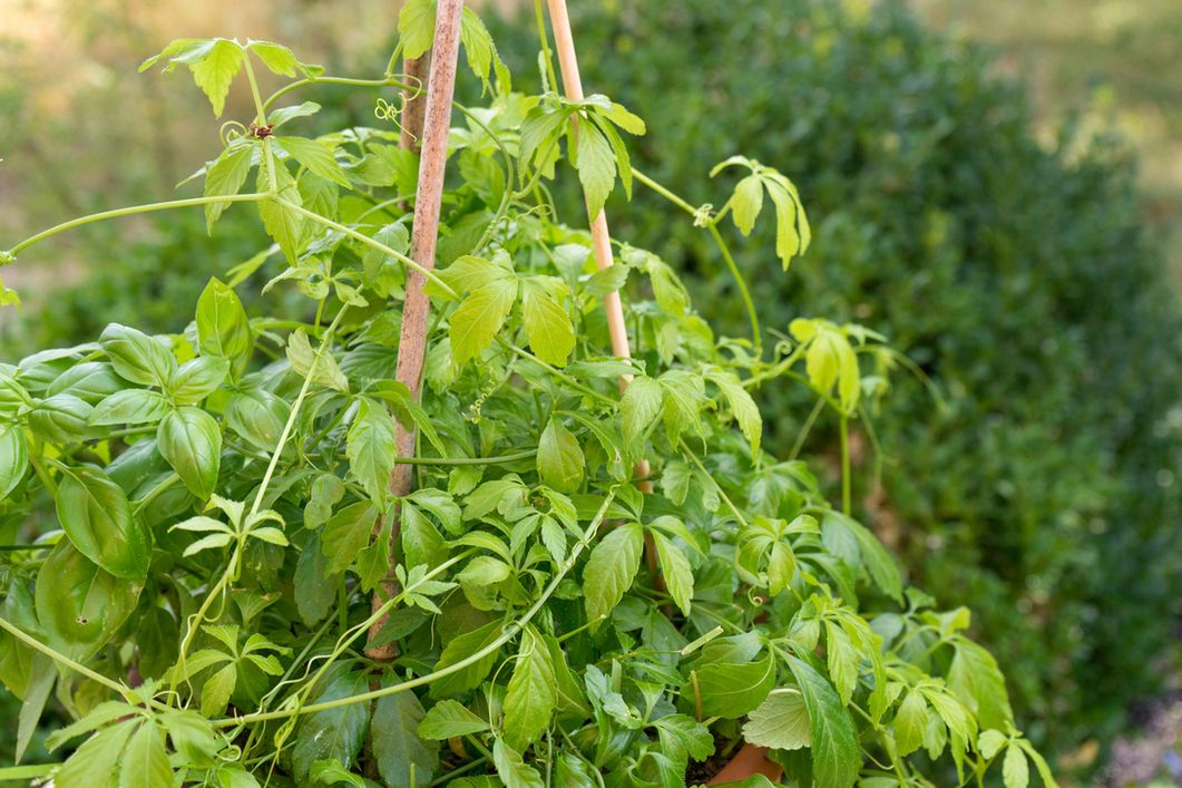 &quot;Ziele długowieczności&quot; pomaga w różnych dolegliwościach