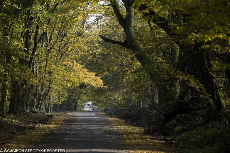 Leśnicy oprócz pielęgnacji lasów, wzięli się także za inwestycje drogowe