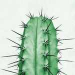 CrazyCactus